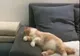 Video adorabil. Această pisică doarme, dar iată cum face când tresare din somn