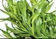 Planta minune care combate afecțiuni cardiovasculare, pulmonare și multe alte boli