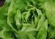 Cum alegi cea mai bună salată verde. Trucul pe care puţini îl ştiu