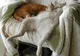 Ssst! Nu trezi animalele care dorm! Galeria foto care îți va face ziua mai frumoasă