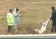 Descoperire macabră lângă o fermă din Satu Mare