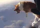 Imagini bizare. Un cățel, aruncat dintr-un avion?! Ce s-a petrecut, de fapt