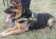 Grija PNL. Pensii pentru caii şi câinii Poliţiei, Jandarmeriei, Armatei, după ieşirea din activitate