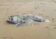 Creatură marină uriaşă descoperită pe o plajă din Australia