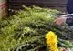 Duminică sunt Floriile. Ce nu ai voie să faci înainte de această mare sărbătoare