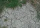 A ieşit să-şi plimbe câinele, dar a dat peste o BESTIE în iarbă! I-a văzut ochii, a îngheţat! Erau..