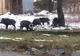 Mistreţii au dat iama în staţiunea Călimăneşti. Nu au venit la tratament (VIDEO)