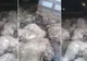 Caz șocant: Sute de oi au murit sufocate după atacul unor animale sălbatice