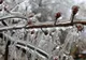 De ce apare, de fapt, ploaia îngheţată, fenomenul meteo care a îngrozit România