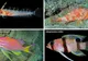 Cercetătorii au descoperit un ocean ascuns - ce vieţuitoare unicat adăposteşte acesta