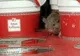 Şoarecele filmat la Kaufland Arad, pus intenţionat de un client.Imagini de pe camera de supraveghere
