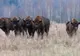 Moment rar. Turmă de zimbri, surprinsă în libertate, într-un parc natural. Care este semnificaţia