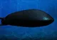 Submarinul Apocalipsei, ultima armă a Rusiei, poate produce un tsumani cu valuri de 100 de metri