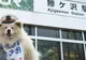 Cum a ajuns un câine vagabond șef de gară în Japonia. O poveste minunată