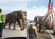 Accident în Spania: Autostradă blocată de elefanți evadați dintr-un camion răsturnat