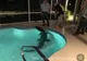 VIDEO. S-au trezit cu aligatorul în piscină