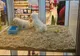 Primăria Capitalei vrea să interzică vânzarea câinilor și pisicilor în pet-shopuri
