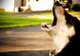 Câinii pot prezice cutremurele? Părerea cercetătorilor: avem nevoie sau nu de un animal de companie?