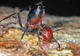 Furnici care explodează pentru a ucide inamicul, o nouă specie descoperită de cercetători