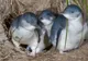 Mii de pinguini au fost găsiţi morţi pe coasta Noii Zeelande