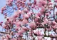 Cum se înmulţeşte magnolia. Trucuri pentru o grădină de vis!