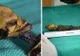 Au descoperit un mic schelet mumificat. Părea extraterestru. Ce era, de fapt. Rezultatul analizelor