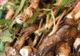 Rădăcina care tratează numeroase afecțiuni. Este considerată o buruiană, deși este un adevărat panaceu. Este cel mai bun remediu pentru detoxifierea ficatului