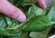 Leguma asta verde te poate otrăvi. Sigur ai consumat-o şi tu fără să ştii asta