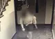 Agresorul sexual din scara blocului, reţinut 24 de ore