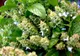 Busuiocul - planta magică. Tu ştii ce beneficii are?