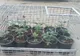 Prinşi de poliţie în flagrant în timp ce plantau... cannabis. Ce s-a întâmplat după