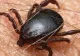 În Buzău s-a înregistrat primul pacient cu boala Lyme provocată de mușcătura de căpușă