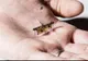 Prima insectă robotică wireless și-a luat zborul! Iată cum se alimentează