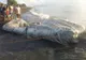 Monstrul marin păros i-a buimăcit pe localnici și experți. ”Arată ca de pe altă planetă”