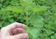Planta tinereţii veşnice: vindecă, hrăneşte şi regenerează celulele