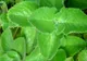 Planta vaporub poate trata sinuzita, răceala și astmul. Uite cum trebuie să o utilizezi!