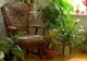 Plantele din casă care ne ucid. Vampirii energetici de lângă noi 