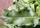 O plantă pe care lumea o dă la porci vindecă diabetul şi osteoporoza