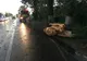 Efectele vijeliei. Copac doborât de vânt pe DN2. Traficul a fost blocat
