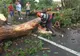 Copac căzut peste o mașină aflată în trafic, în Harghita - Două persoane au fost rănite