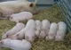 Iohannis sesizează CCR pentru legea de susținere a crescătorilor de porci