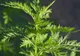 Această plantă distruge 98% din celulele canceroase în doar 16 ore. Creşte şi în România!