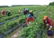 Securitatea alimentară, afectată de importurile mari și scăderea consumului din producția autohtonă