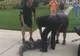 CLIPE DE GROAZĂ: Un poliţist a fost atacat de un aligator. Video şocant 