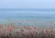 Mii de femei s-a dezbrăcat în mare, în scop caritabil 