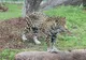 Alarmă falsă la zoo din Germania. Animalele evadate erau, de fapt, în cuşca lor, speriate de furtună