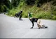 Transylvania Downhill- 280 de longboarderi din toată lumea în competiție pe drumul spre Straja