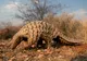 Ce este pangolinul și de ce arată așa? 