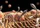 Mare atenție! Acestea sunt simptomele infecţiei cu paraziţi intestinali