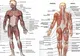 Subiecte BAC 2018 Anatomie. Greşeala pe care mulţi elevi au făcut-o: Afecţiunile sistemul excretor